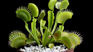 От години учените изучават любопитната природа на хищните растения които