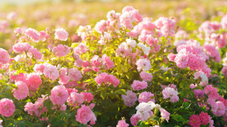 Европейската комисия ЕК одобри българска схема в размер на 1 5