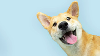 Фрактурите на зъбите при кучета оказва се са една от