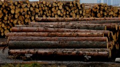 WWF: Над 25% от дърводобива у нас е незаконен