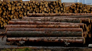 Драстичен спад в търсенето на дърва за огрев отчитат от ЮЗДП