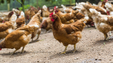 БАБХ установи вторично огнище на птичи грип в Добричко 