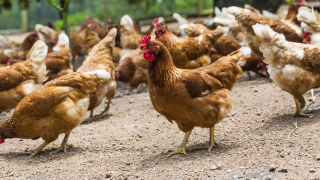 Стотици кокошки  умъртвени след открит птичи грип се изсипаха от каросерията