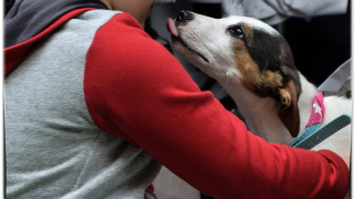 3589 са бездомните кучета в София Данните са от преброяване