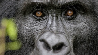 Притеснителна новина за горили един от застрашените животински видовe