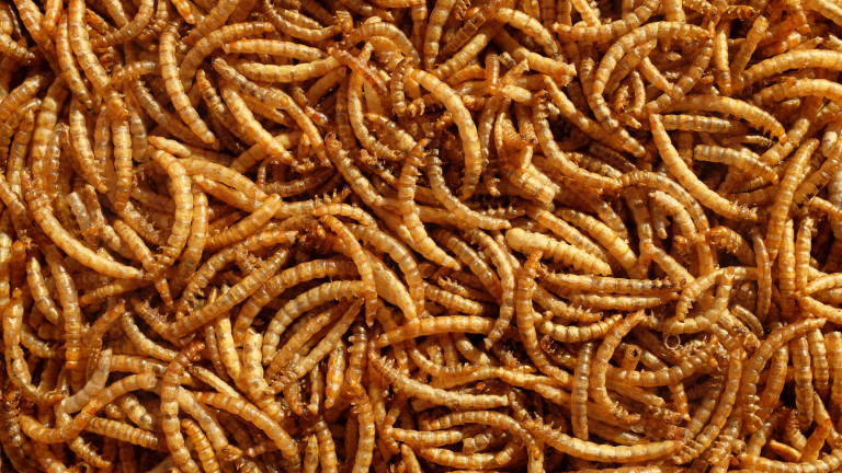 Храните със сушени брашнени червеи като енергийни барове, паста или