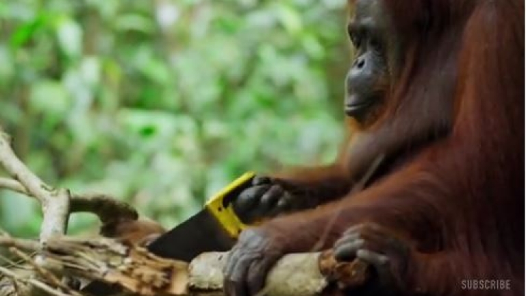  Орангутан се научи да реже с трион (ВИДЕО)