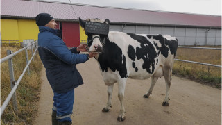 Руски крави с очила за виртуална реалност за по-голямо щастие и по-добро мляко