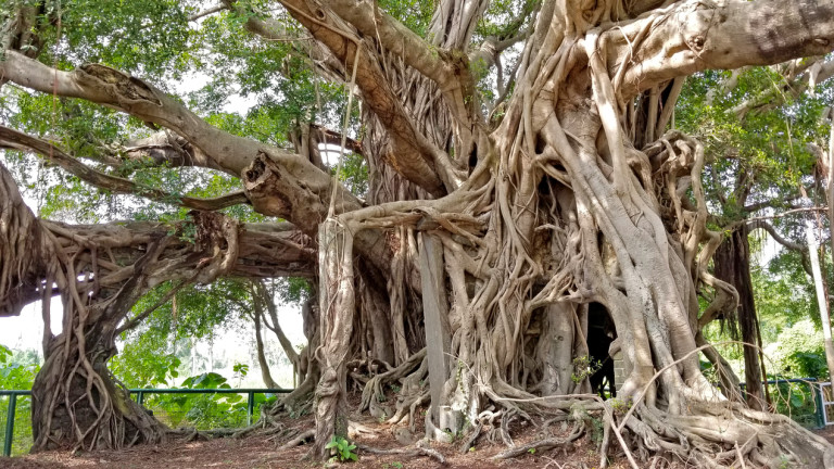 Защо определят древното баняново дърво като "ходещо"