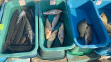 Иззеха пет вида риба без документи за произход на пазара в Мездра