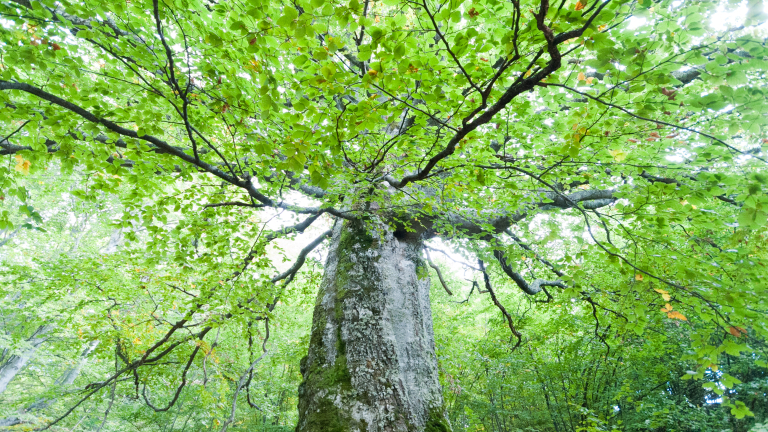 Дядо-Кольовото дърво в село Студена спечели титлата Дърво с корен