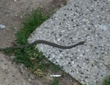 Змия стряска столичани в квартал "Левски"