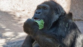 Почина една от най-възрастните горили в света 
