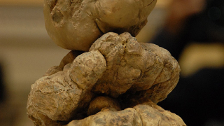 Свалят цената на трюфела, като го клонират