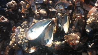 Намялават черната мида и рапанът в Черно море, установиха учени