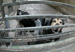 Бойко Борисов открива приют за бездомни кучета