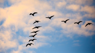 Способността на птиците да прелитат огромни разстояния и винаги да