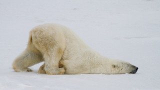 Изтощена до крайност бяла мечка намерена на 700 км от хабитата си в руско село  