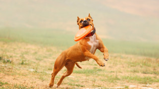 52 годишна жена и нейният 27 годишен син са били намерени мъртви