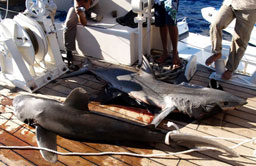 Египет бори акулите с патрули 