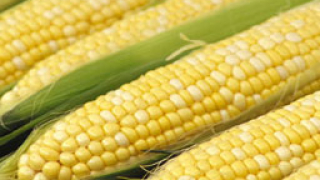 Искат забрана на генно-модифицираната царевица у нас