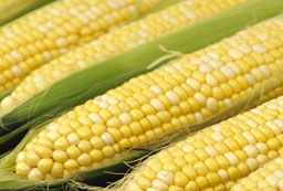 Рекордно ниски добиви на царевица и слънчоглед в ловешко