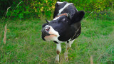  Cargill ще бори световното стопляне с маски за крави 