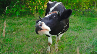 Този хранителен гигант ще бори глобалното затопляне с маски за крави