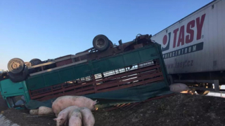 За месец от БАБХ са иззели общо 27 прасета, телета и крави 