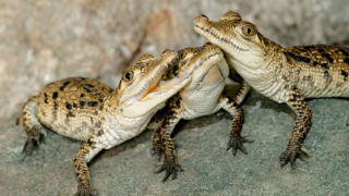 Родиха се три крокодилчета във Виенски зоопарк