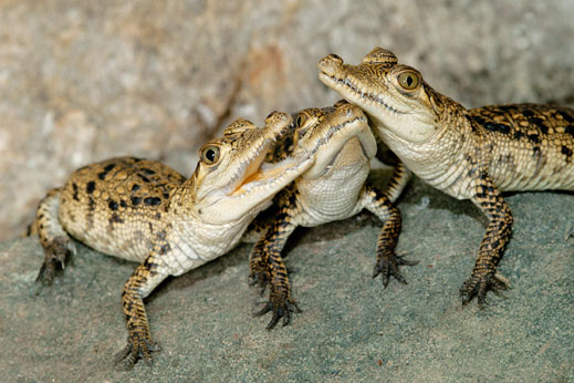 Родиха се три крокодилчета във Виенски зоопарк