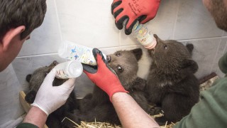 Трите мечета които бяха открити изоставени от майка си в