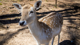 Пожарникари спасиха сърна паднала в река Черна в пределите на