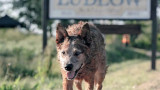 Pet Sematary: Bloodlines - филмът предистория на "Гробище за домашни любимци" на Стивън Кинг