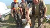  На ловците раздават проби за африканска чума и трихинелоза по прасетата 