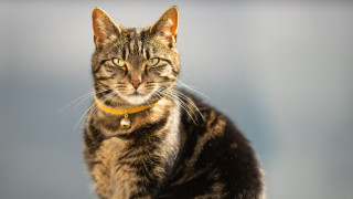 Как и кога домашните котки завладяват Европа