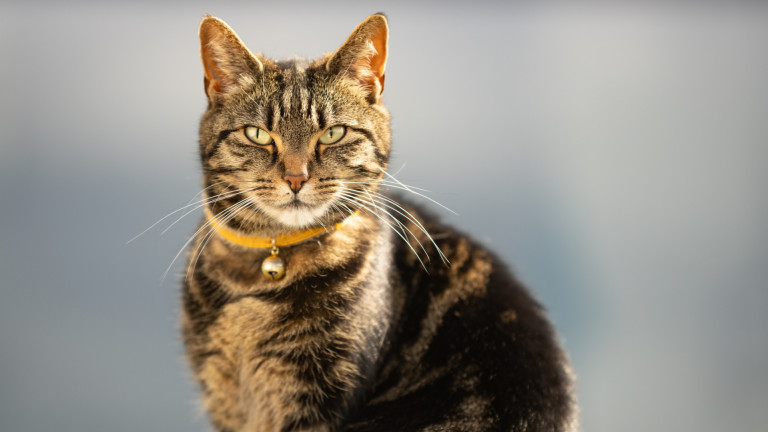 Изображение 743938