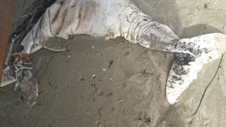 Труп на делфин откриха на плажа в Албена