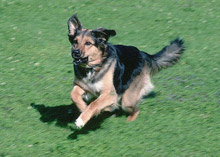 Ваксинация срещу бяс започва във Велики Преслав