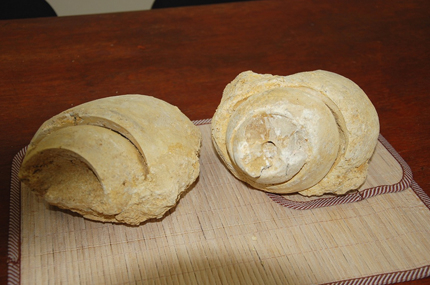Вкаменелости на древни черупчести мекотели изровиха в Бургас 