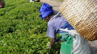 Работници на чаена плантация в Индия убиха собственика, не им плащал