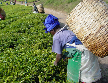 Работници на чаена плантация в Индия убиха собственика, не им плащал