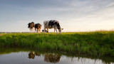 Нидерландия, отделянето на амоняк и радикалните проекти на страната за понижаване на добитъка 
