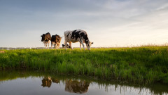 Радикалните планове на Нидерландия за намаляване на добитъка