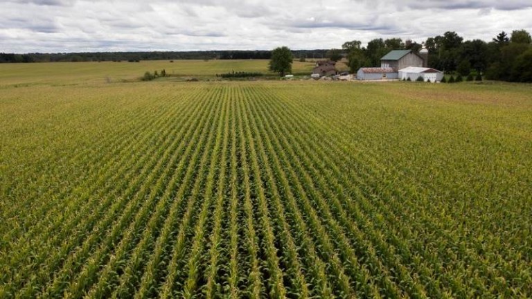 Цените на царевицата скочиха със 142% през последната година