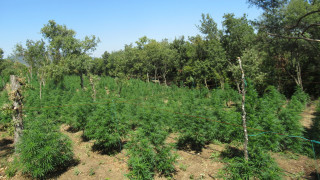 Полицията разкри нива с канабис край Любимец Тя се е