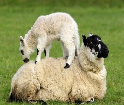 Свързват с интернет овце в Уелс
