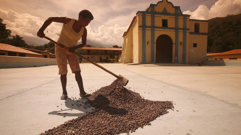 Американските запаси на какао, внесено от Венецуела, се покачиха до