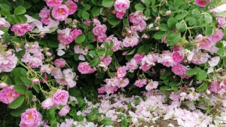 Националният омбудсман Мая Манолова предвижда да сезира Комисията за защита на