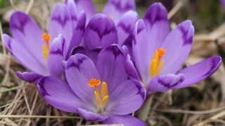 Днес в 17 33 часа в Северното полукълбо настъпва астрономическата пролет За